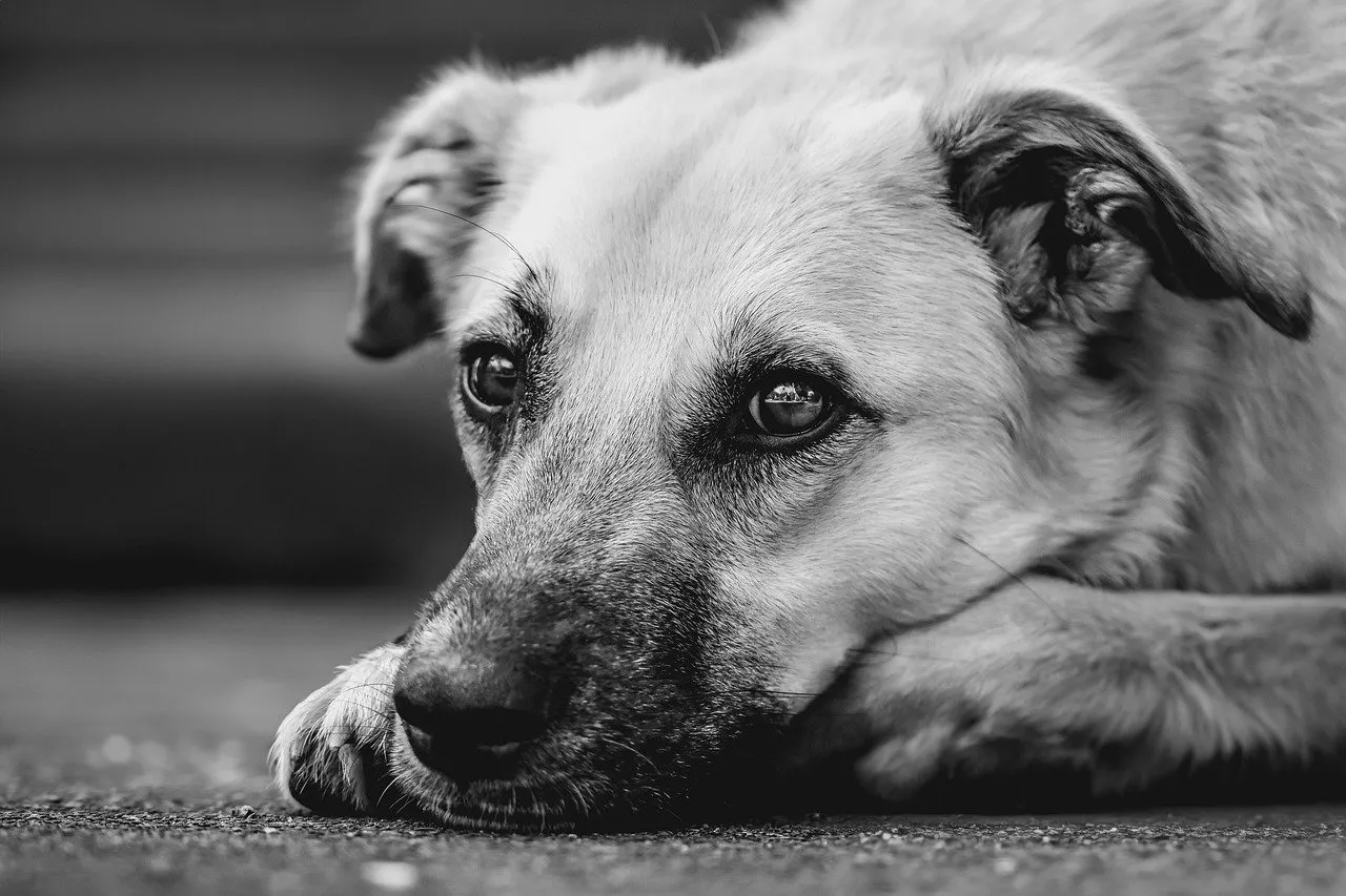 A shiba inu titkai – a szeretet és hűség megtestesítője